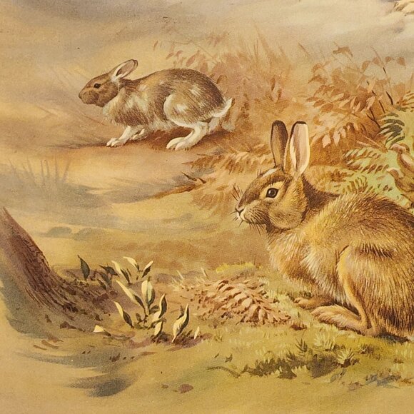 The Snowshoe Rabbit - Walter Alois Weber - 1934 - Picture 4 of 5